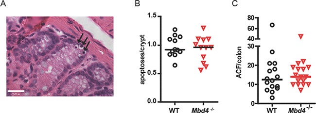 WT and Mbd4&#x2013;/&#x2013; mice exhibit similar extent of apoptosis in colon following AOM treatment.