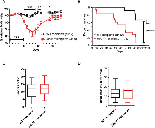Adoptive transfer of WT hematopoietic cells into Mbd4&#x2013;/&#x2013; recipients protected against colon tumor formation, but did not affect overall survival.