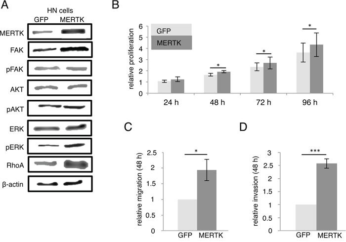 MERTK overexpression increases migration and invasion in HN cells.