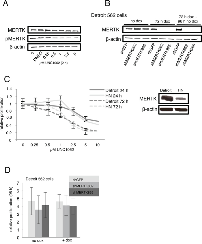 MERTK inhibition with UNC1062 and knockdown does not affect proliferation.