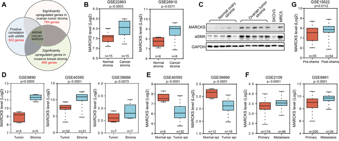 The upregulation and significance of MARCKS in ovarian tumor stroma.