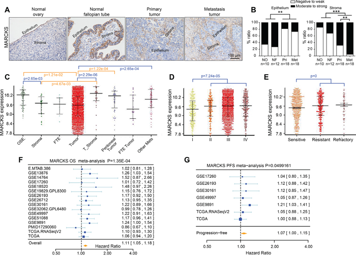 Immunohistochemical staining of MARCKS in ovarian tissues and its clinical relevance.