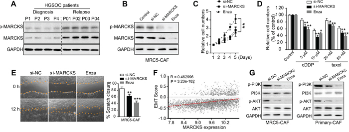 MARCKS is involved in CAF proliferation, chemotherapeutical resistance and migration.