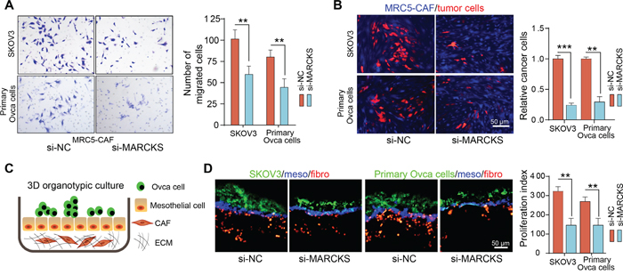 Inhibition of MARCKS attenuates the supportive role of CAFs to tumor cells.