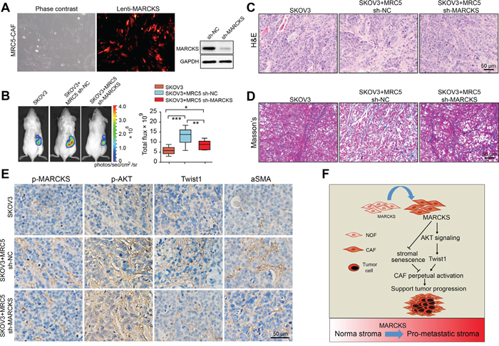 Loss of MARCKS in fibroblasts reduces its supporting of ovarian xenograft tumor growth.