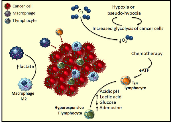 Tumour microenvironment hijacks anti-tumoral immune response.