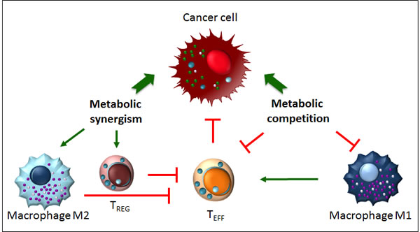 Metabolic competition and metabolic synergism in the tumour microenvironment.