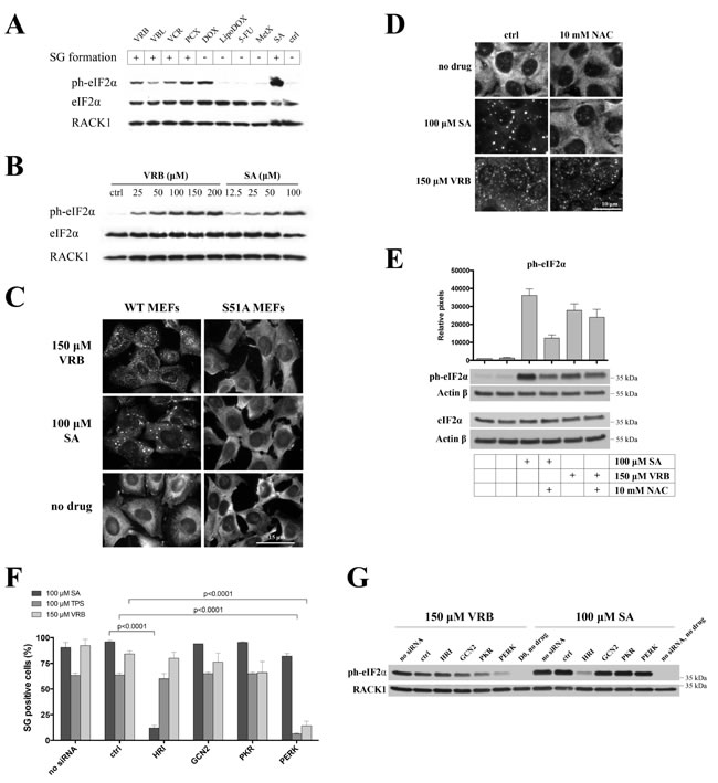 VRB promotes eIF2&#x3b1; phosphorylation