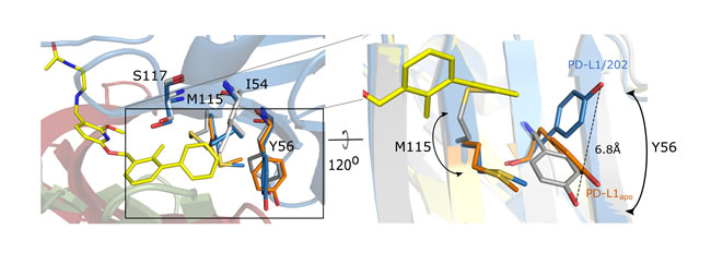 Conformational