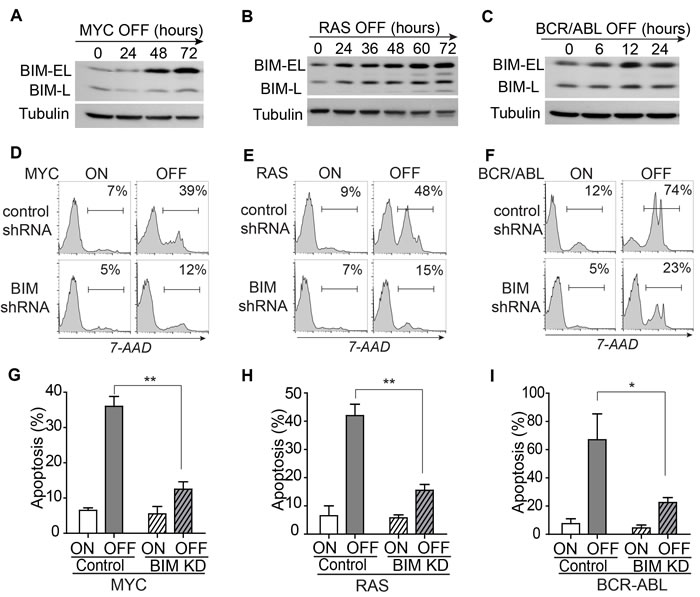 BIM mediates apoptosis induced by inactivation of the driver oncogene.