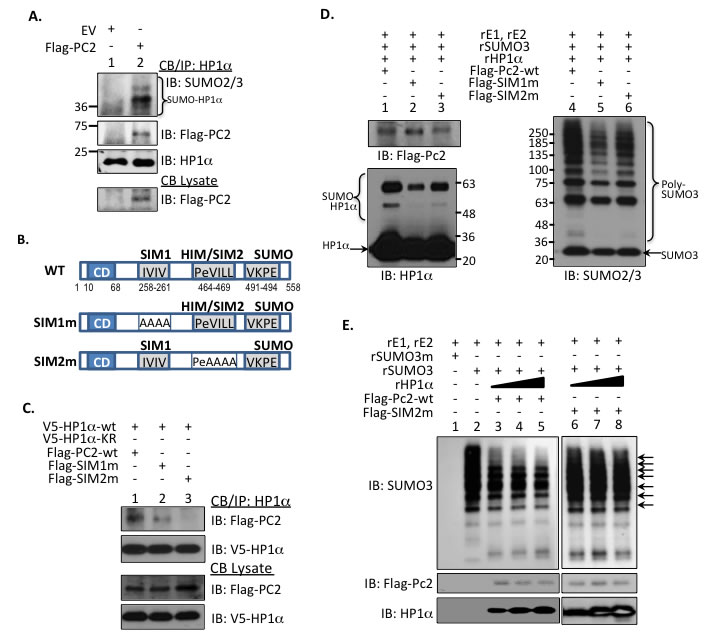 HP1&#x3b1; interacts with PC2 to regulate PC&#x2019;s SUMO E3 ligase activity.