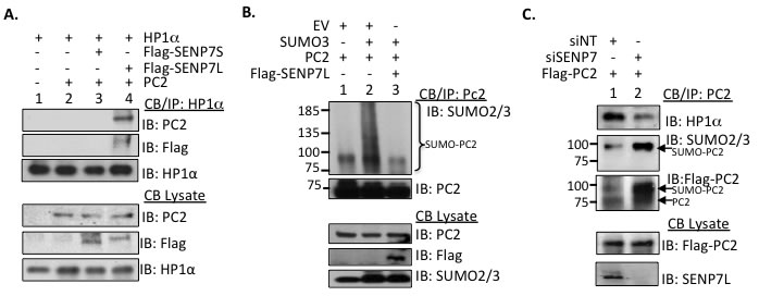 SENP7L regulates PC2-HP1&#x3b1; interaction and PC2 SUMOylation.