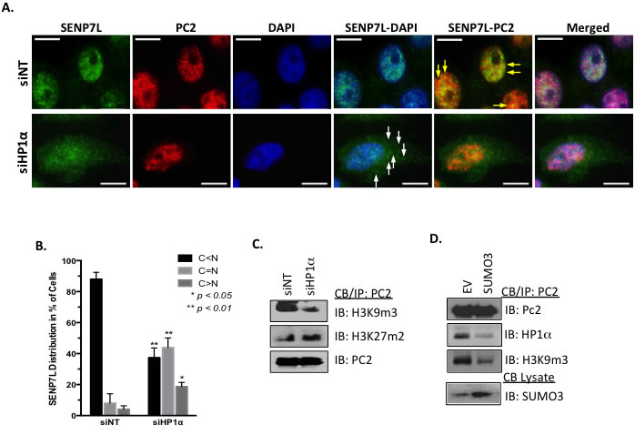 HP1&#x3b1; directs the localization of PC2 and SENP7L.