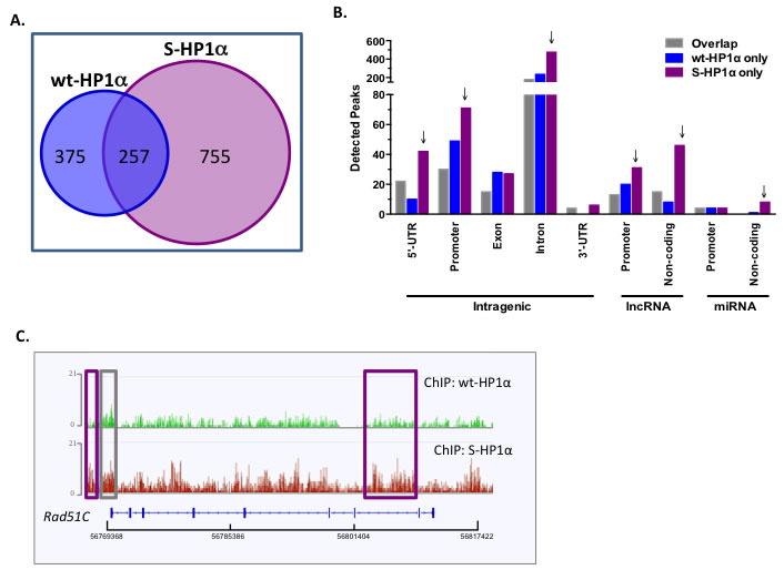 HP1&#x3b1; SUMOylation alters its chromatin binding profile.