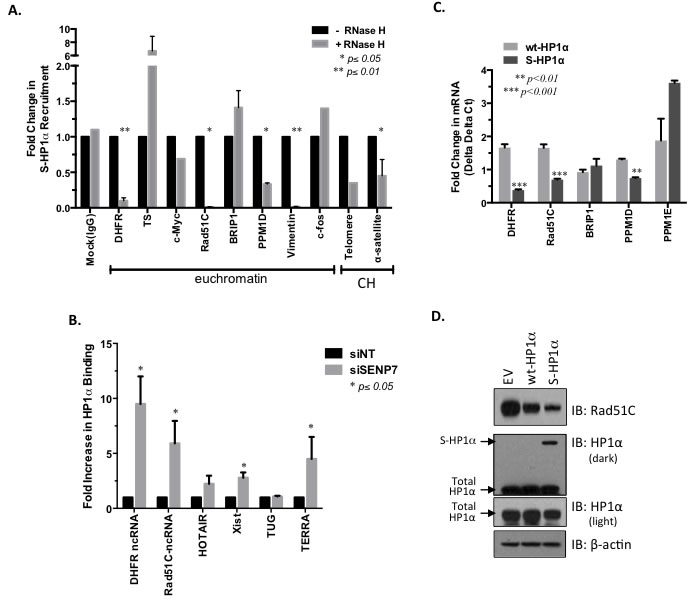 ncRNA-mediated recruitment of SUMOylated HP1&#x3b1; to DDR-regulating gene loci.
