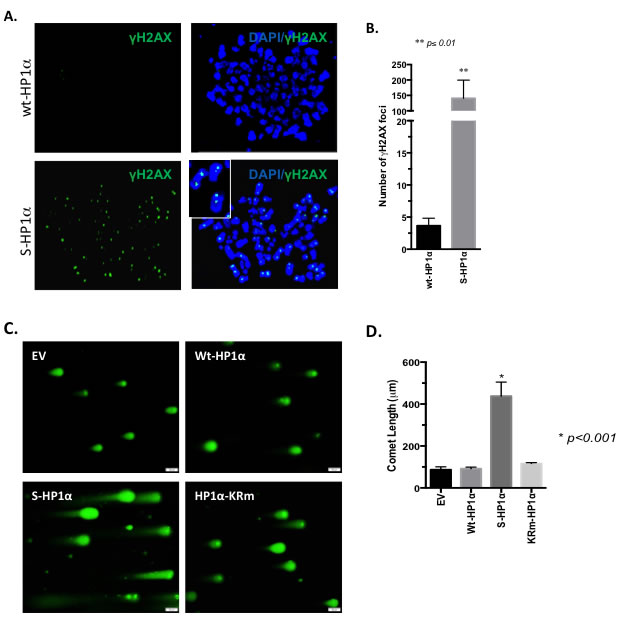SUMOylation of HP1&#x3b1; promotes DNA-damage.