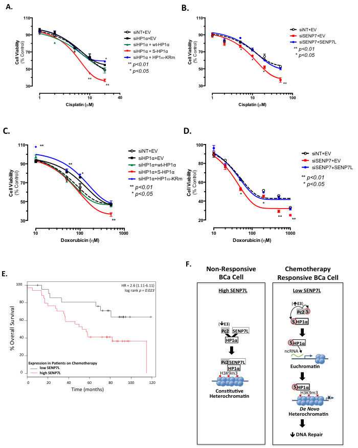 HP1&#x3b1; SUMOylation status and SENP7L expression predict sensitivity of BCa cells to chemotherapy.