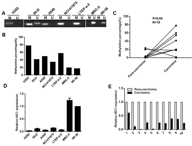 Methylation of HIC1 promoter impairs its expression in NSCLC.