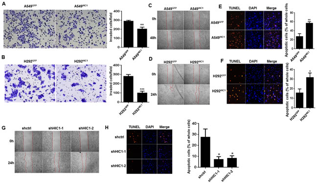 HIC1 inhibits invasion, migration and promotes apoptosis of NSCLC cells.