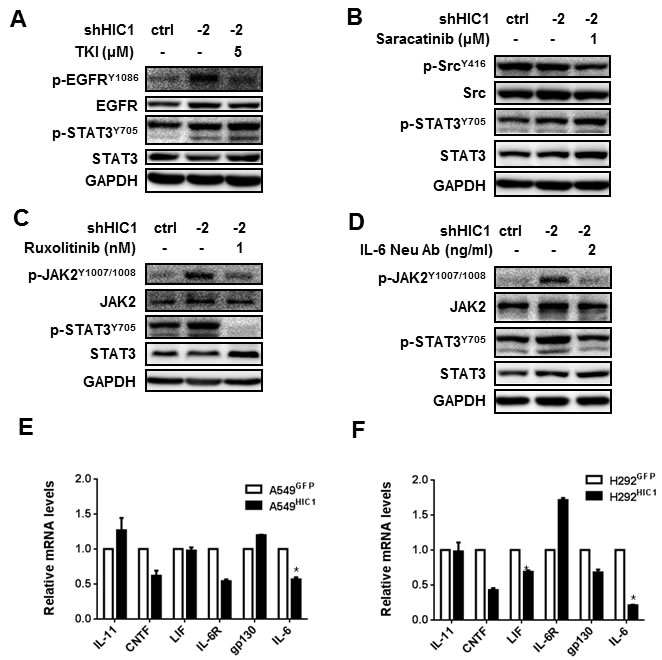 HIC1 inactivates the activity of STAT3 through targeting IL-6/JAK pathway.