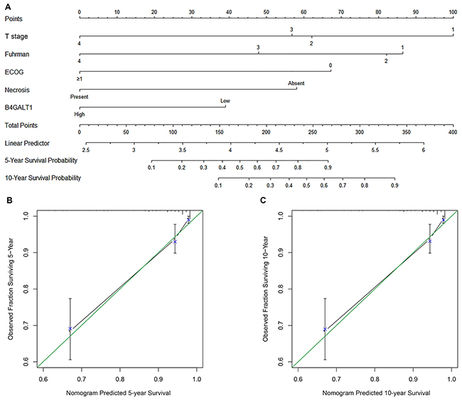 Nomogram and calibration plots for the prediction of overall survival (OS) in patients with non-metastatic ccRCC.