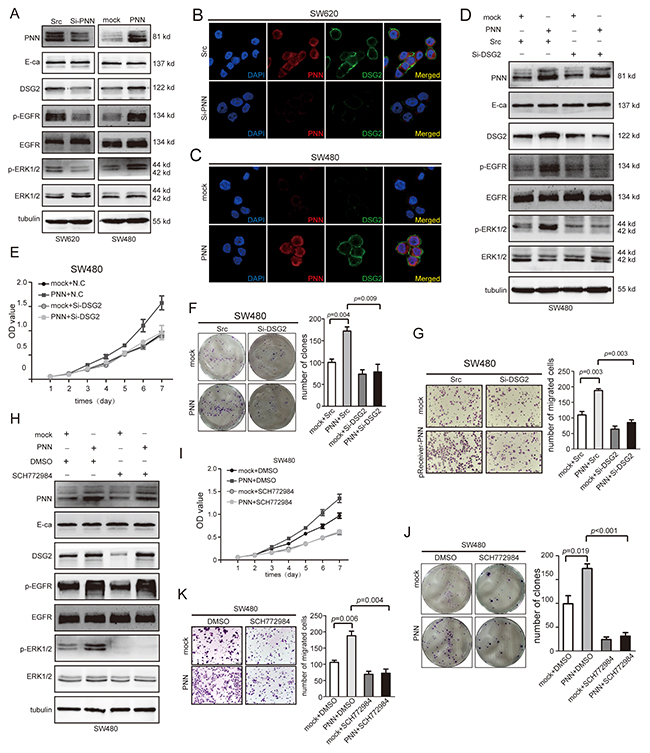 DSG2 and ERK inhibitor reverses the effect of PNN on proliferation and migration in vitro.
