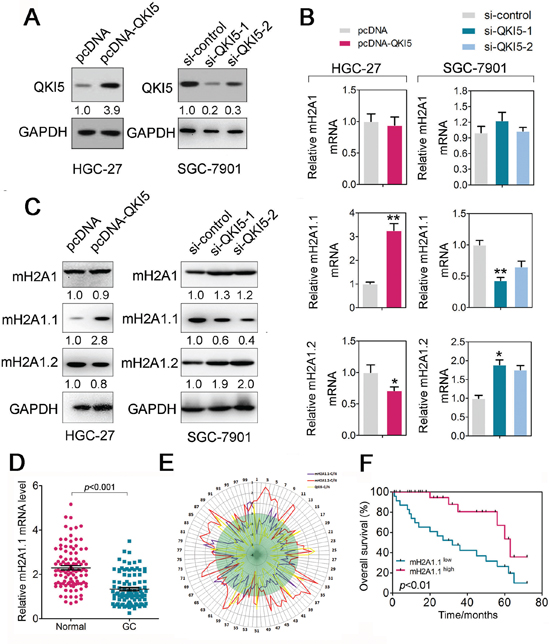 QKI5 regulates macroH2A1 alternative splicing in GC cells.