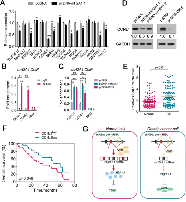 MacroH2A1.1 regulates CCNL1 expression in GC cells.