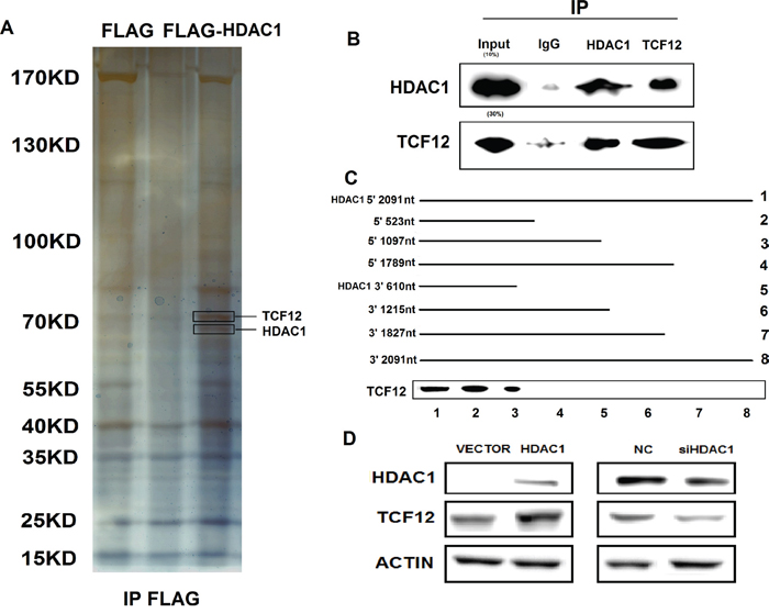 Immunoprecipitation of Flag-HDAC1 and the mechanism between HDAC1 and TCF-12.