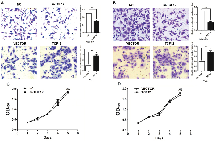 TCF-12 as an oncogene in GBC cell lines.