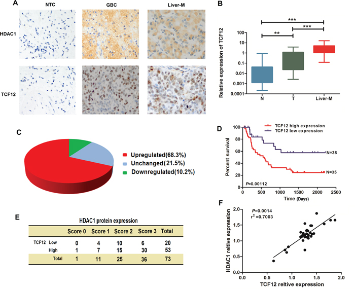 HDAC1 and TFC-12 have a co-expression and TCF-12 has closely related to the prognosis of GBC.