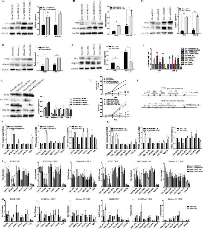 EZH2 activates the Wnt/&#x03B2;-catenin pathway through direct transcriptional repression of the expression of GSK-3&#x03B2; and TP53 in cervical cancer cells.