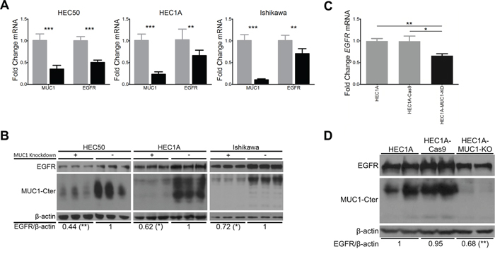 MUC1 increases EGFR mRNA and protein levels in endometrial cancer cell lines.