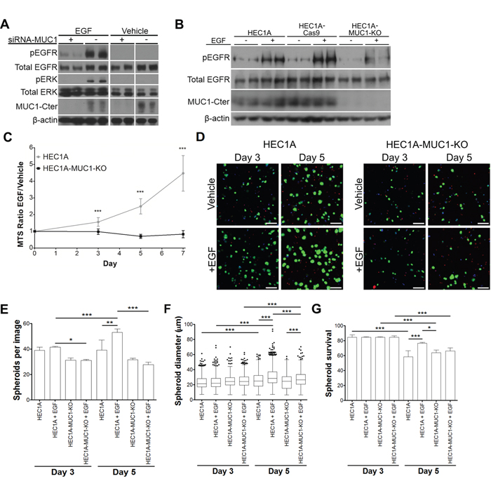 MUC1 stimulates EGFR signaling, cell proliferation and 3D spheroid survival.