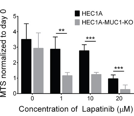 MUC1 knockout sensitizes cells to the EGFR inhibitor, lapatinib.