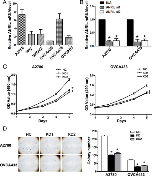 ANRIL knockdown inhibits the proliferation of A2780 and OVCA433 cells.