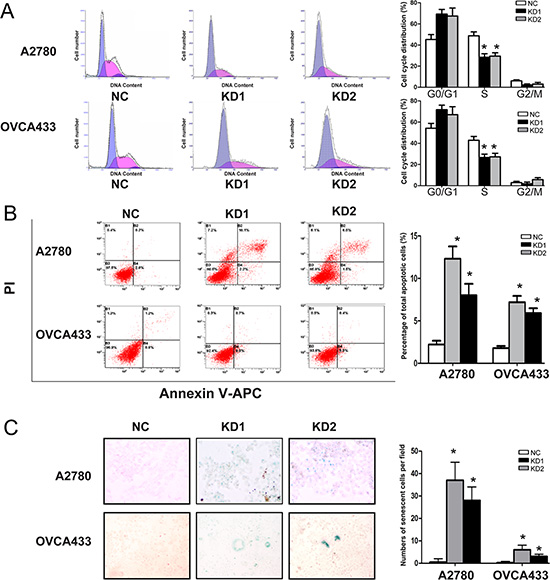 ANRIL knockdown inhibits cell cycle progression and promotes apoptosis and senescence in A2780 and OVCA433 cells.