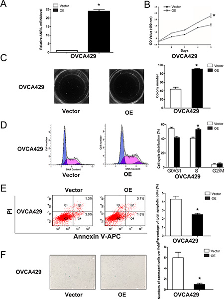 Overexpression of ANRIL promotes EOC cell proliferation and cell cycle progression, and inhibits apoptosis and senescence in OVCA429 cells.