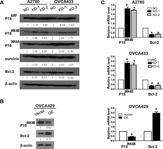 Knockdown and overexpression of ANRIL alters P15INK4B and Bcl-2 expression.