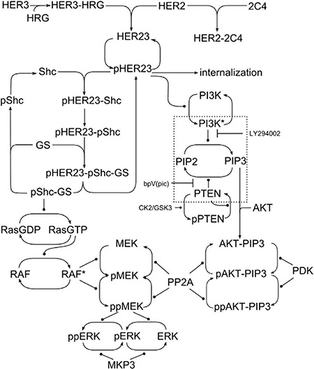 Network schematic.