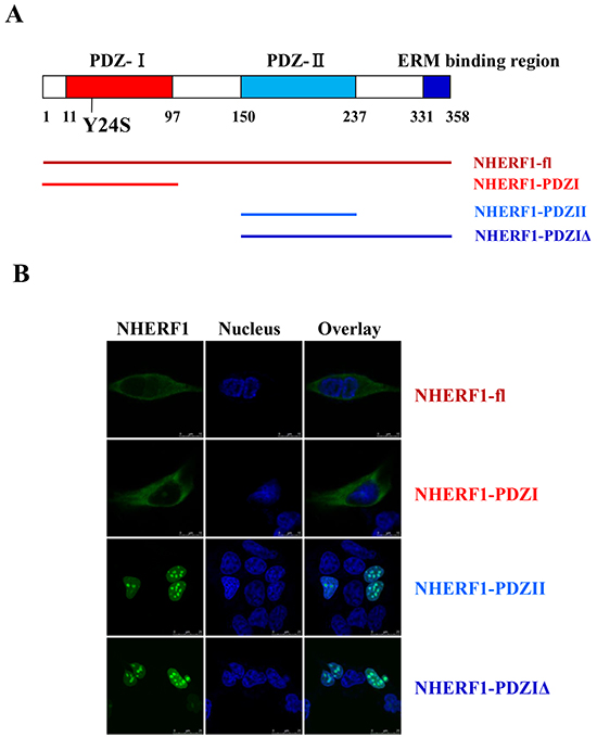 The PDZ-I domain mediated the distribution of NHERF1 in the membrane and cytoplasm.