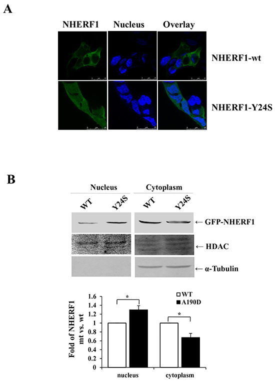 The cancer-derived NHERF1 Y24S mutation increased the nuclear expression of NHERF1.