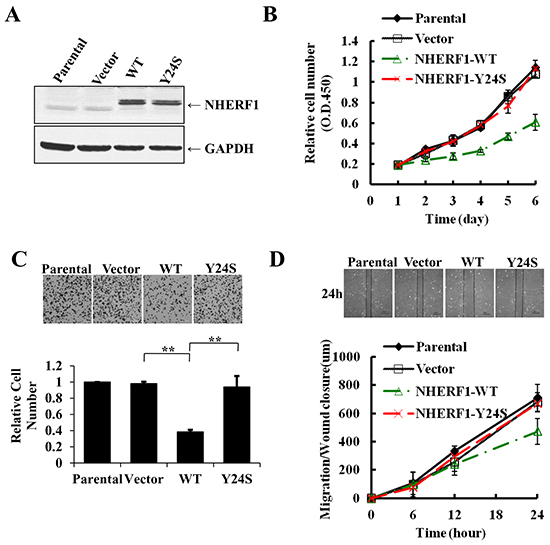 The breast cancer-derived NHERF1 Y24S mutation abolished the antitumor effects of NHERF1 in MCF-7&#x0394;NHERF1 cells.