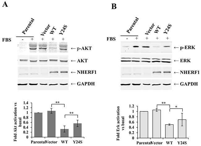 The Y24S NHERF1 mutation resulted in the loss-of-function of the NHERF1-mediated inhibition of FBS-induced AKT and ERK activation.