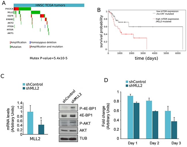 Further evidences supporting the involvement of mTOR in tumorigenesis upon mutations of MLL2.