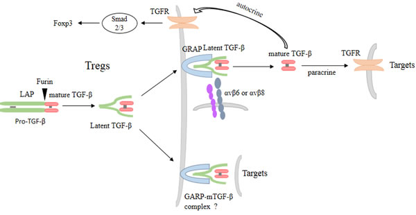 TGF-&#x3b2; and GARP maintain homeostasis and function of Tregs.