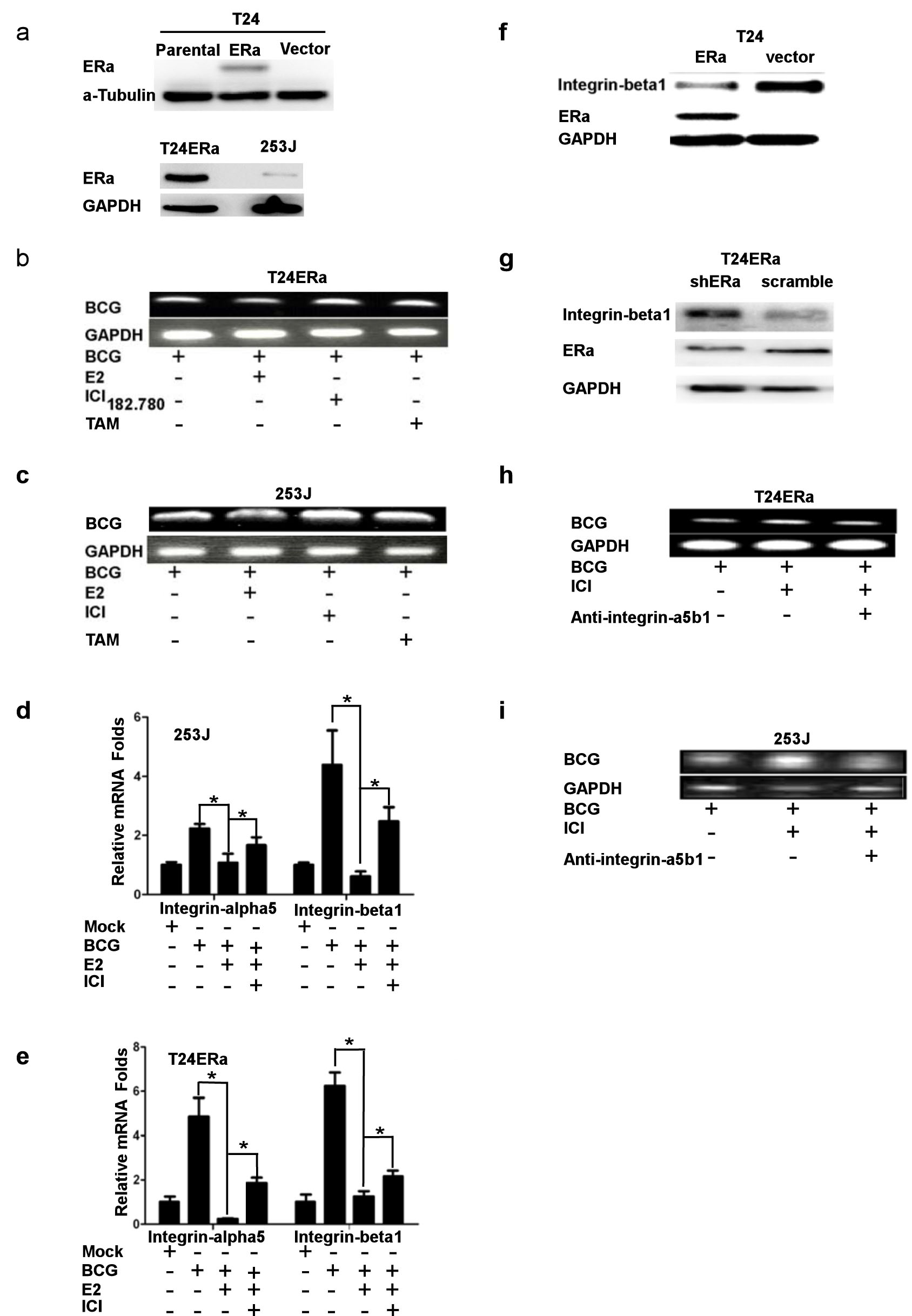 ICI182,780 (ICI) promotes BCG attachment and internalization through regulating integrin-&#x3b1;5&#x3b2;1 pathway in BCa cells.