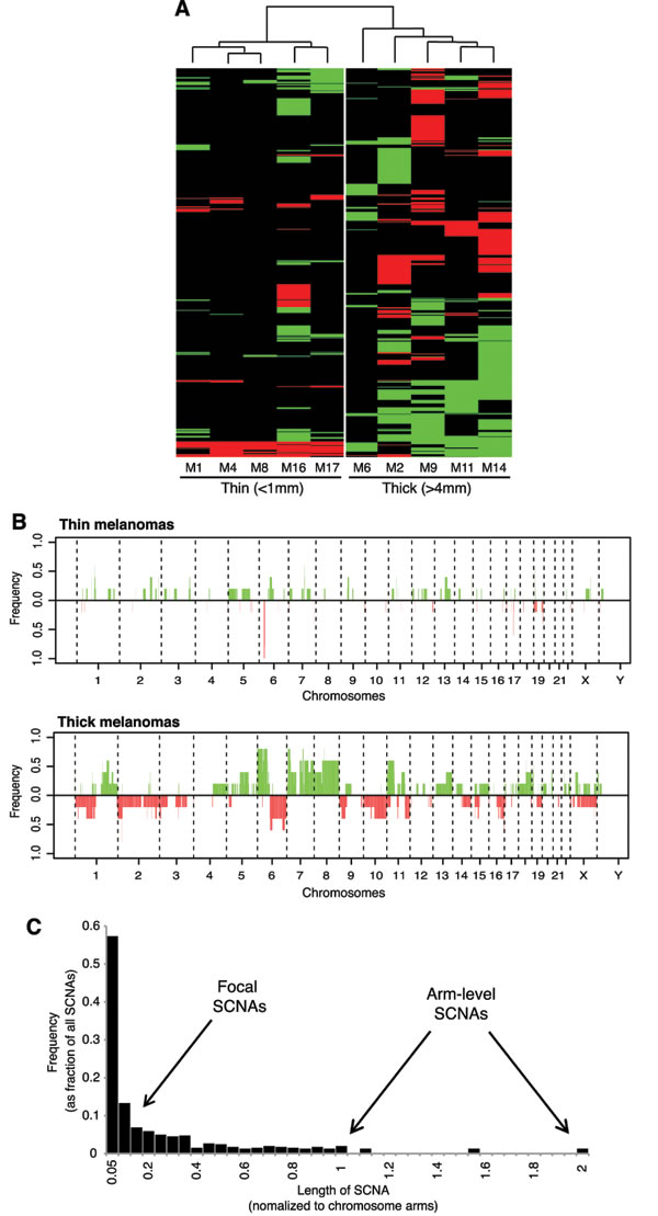 Different pattern of SCNAs in thin