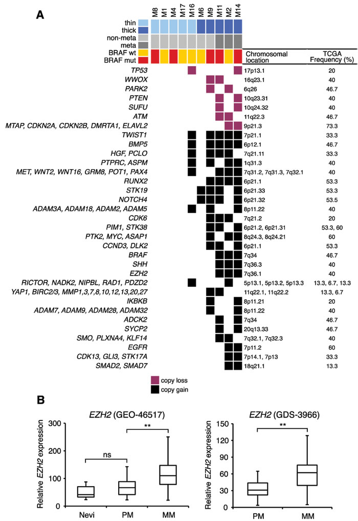 Recurrent focal SCNAs in primary melanomas.