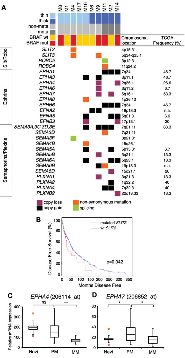 Mutations and SCNAs in axon guidance genes.